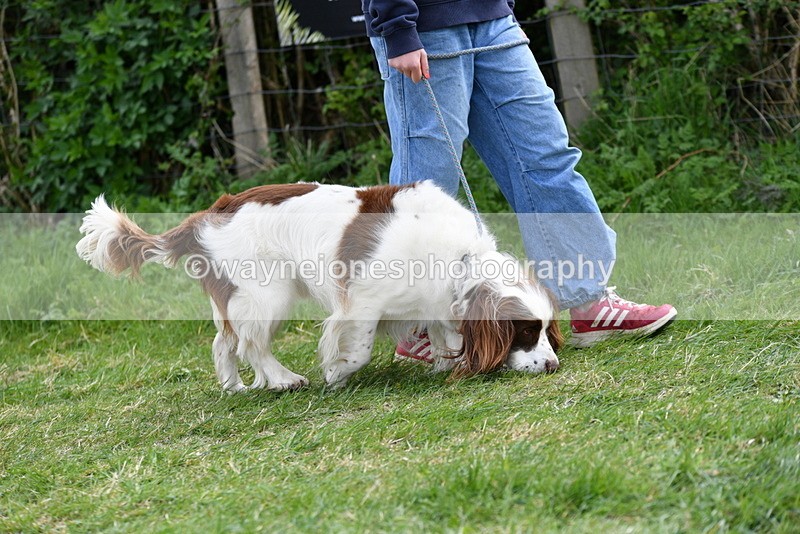 WJ5_9952 - Class 5 Best Veteran / 7 years & over