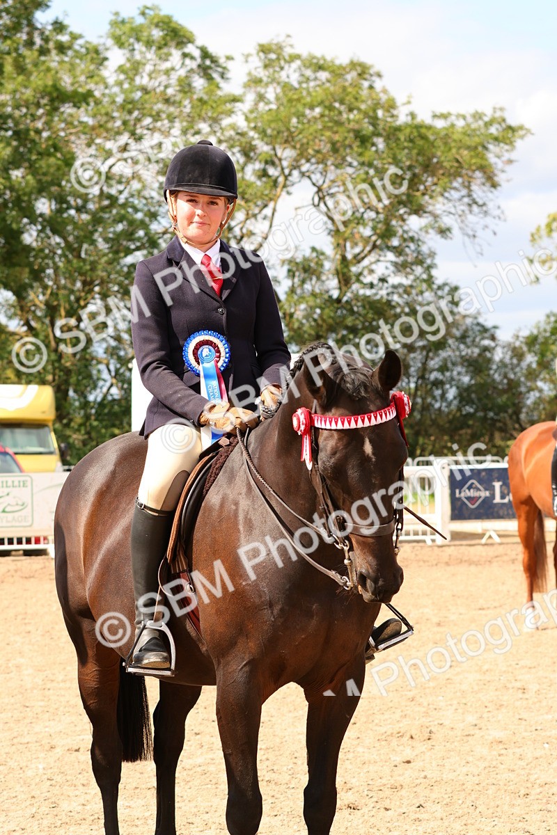 SBM_14169 - Class 213 - Ridden Hack Riding Horse