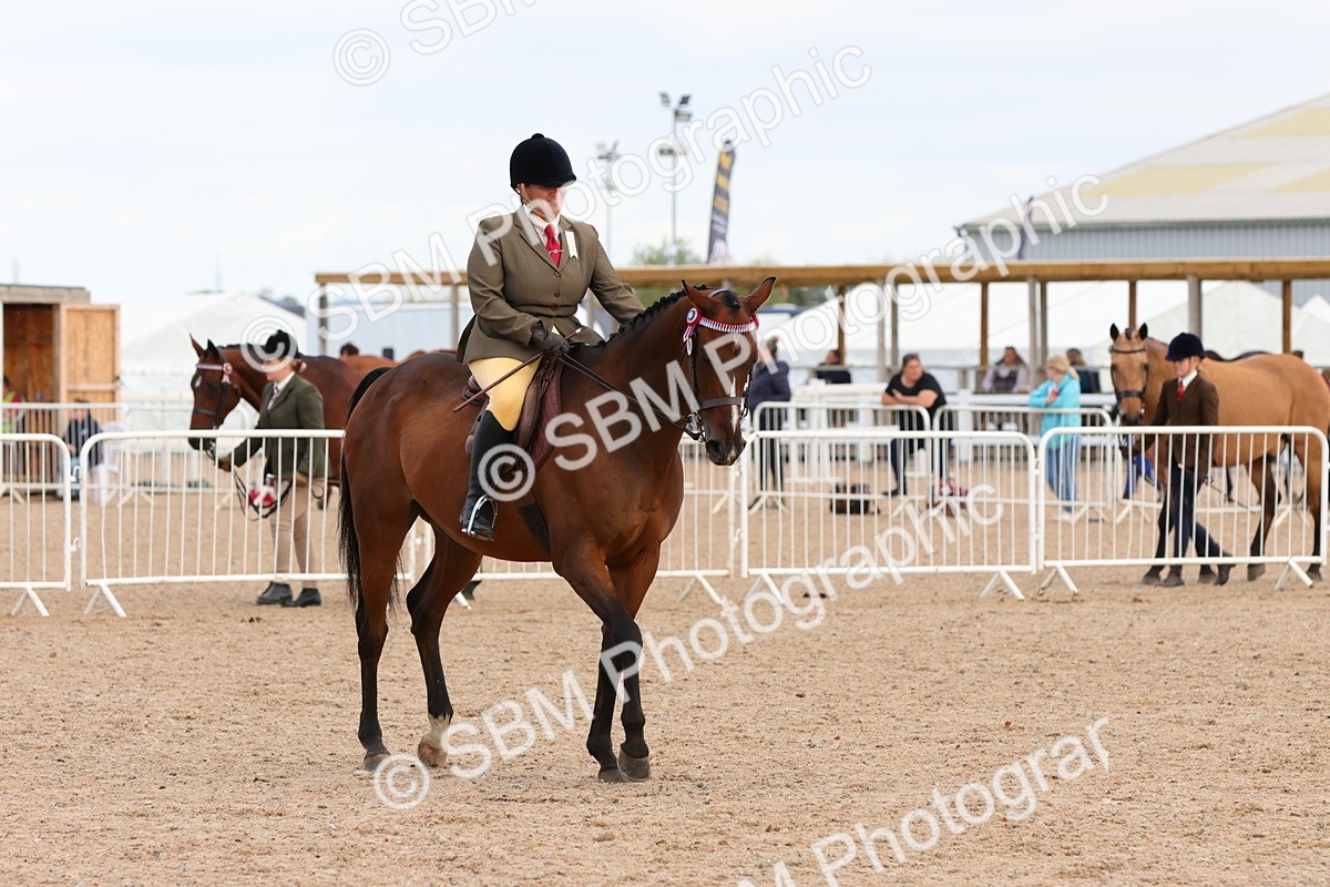 SBM_14154 - Class 213 - Ridden Hack Riding Horse