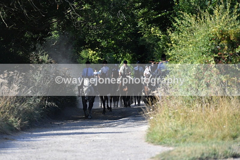 WJ5_4845 - Walk out with the hounds