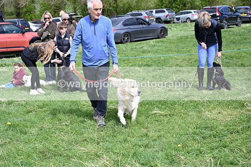 WJ6_9040 - Class 8 Best Working / Gun Dog or Bitch