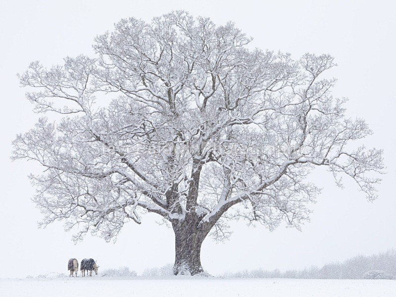 Sheltering:201E - Earth: Close to Home