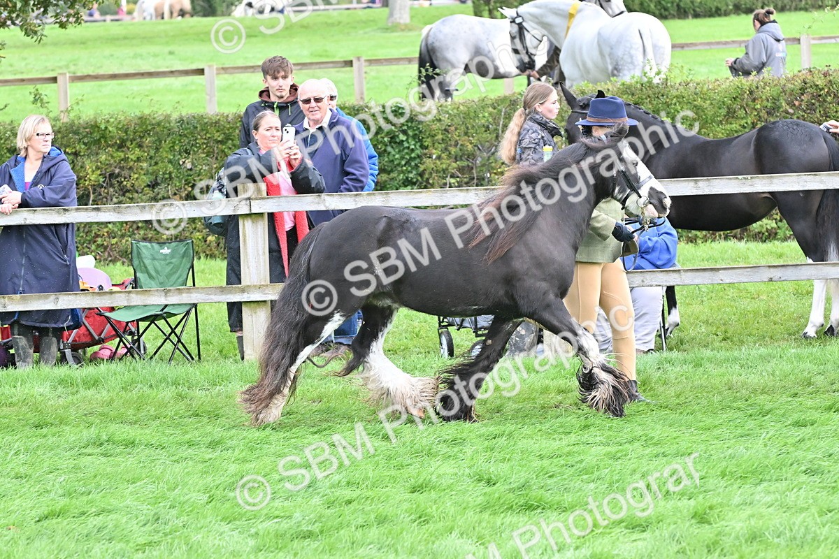 SBM_56957 - S45 - Coloured Pony In Hand