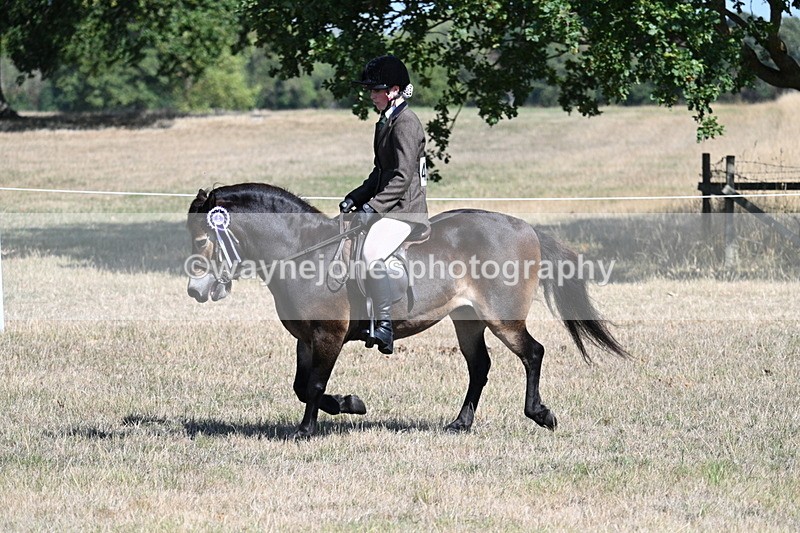 WJ7_4260 - Class 9 Mountain & Moorland Ridden