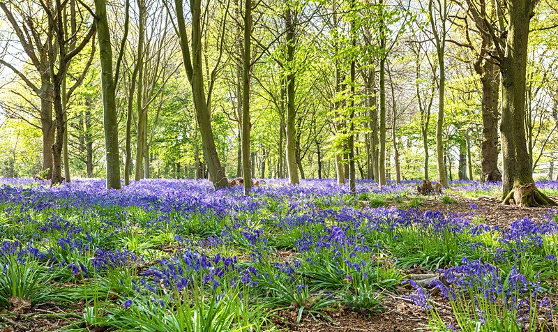 EF6A1210_Bluebell Woods - Landscapes