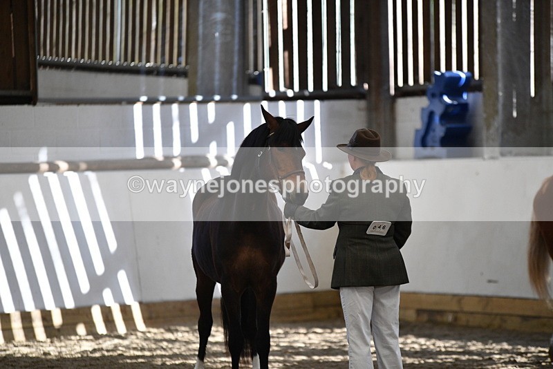 WJ5_4445 - Class 6 In hand M&M - Large Breeds