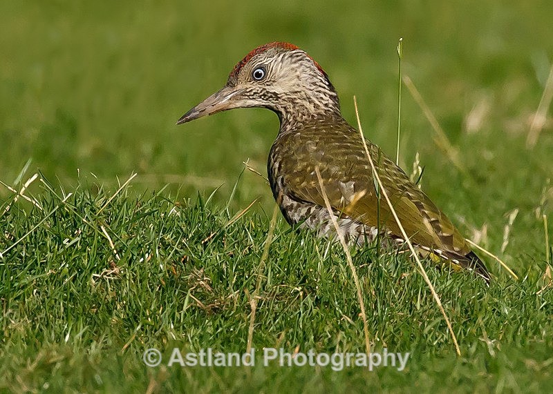 Astland Photography, Bird and Wildlife Images, Susan and Peter Wilson, U.K.