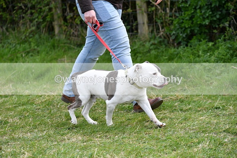 WJ5_9937 - Class 5 Best Veteran / 7 years & over