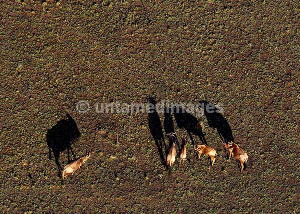 Blue Wildebeest - Kenya