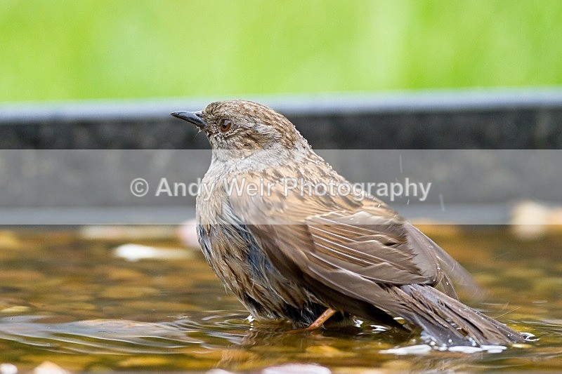 20120519-_MG_9829 - Dunnock (Hedge Sparrow)