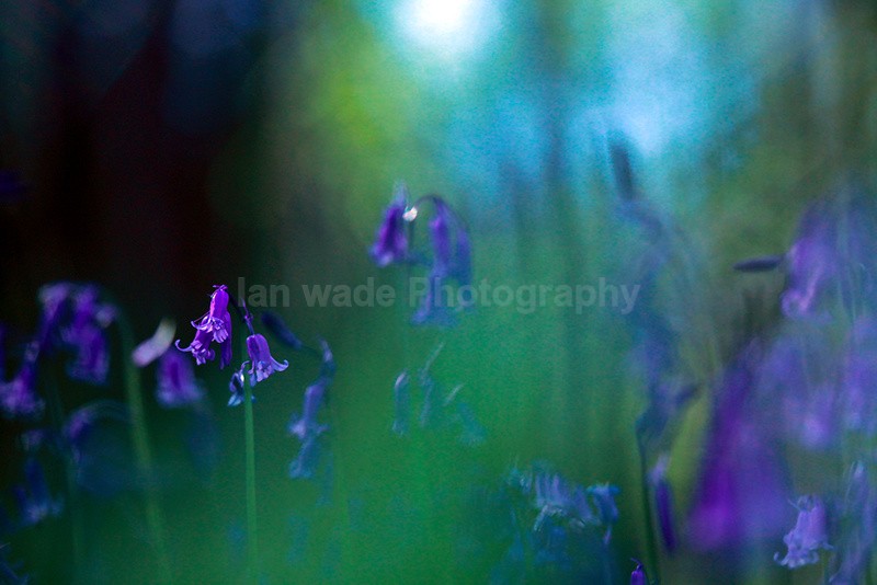  - Wild Flowers,  plants & Fungus photography, Great Britain