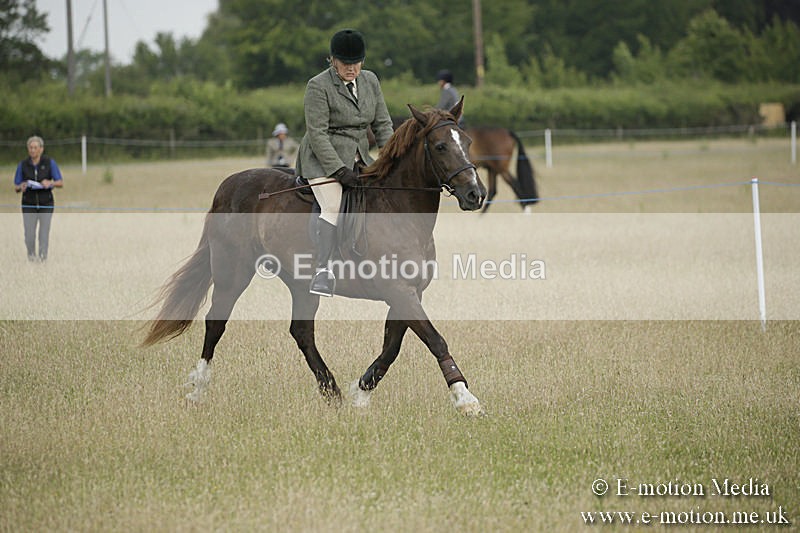 B230619-0185 - Bourne Valley Riding Club Summer Show 23/06/19