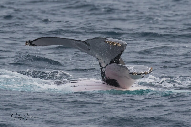 Two whales. 0A3A0599 - 2025 Whales