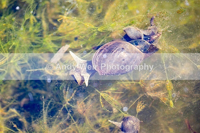 20180524Rixton Moss NR8E0A6375 - Gastropods