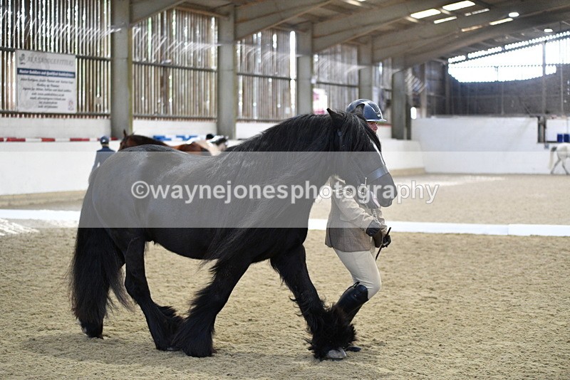 WJ5_4262 - Class 6 In hand M&M - Large Breeds