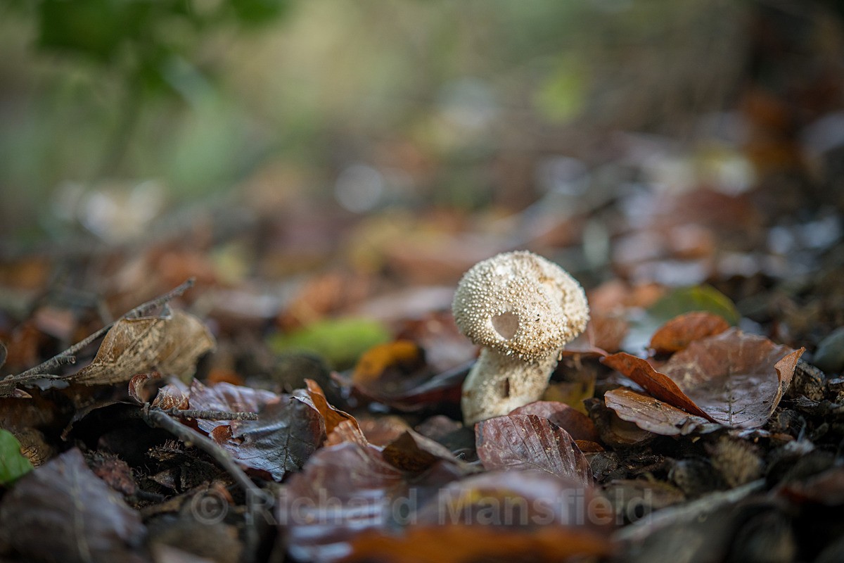  - Funghi