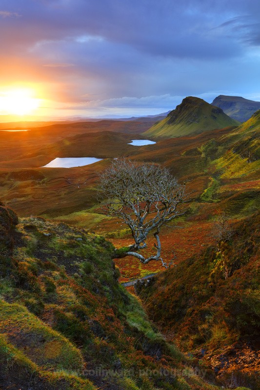 Rowan Tree, Quirang, Isle of Skye - Scotland
