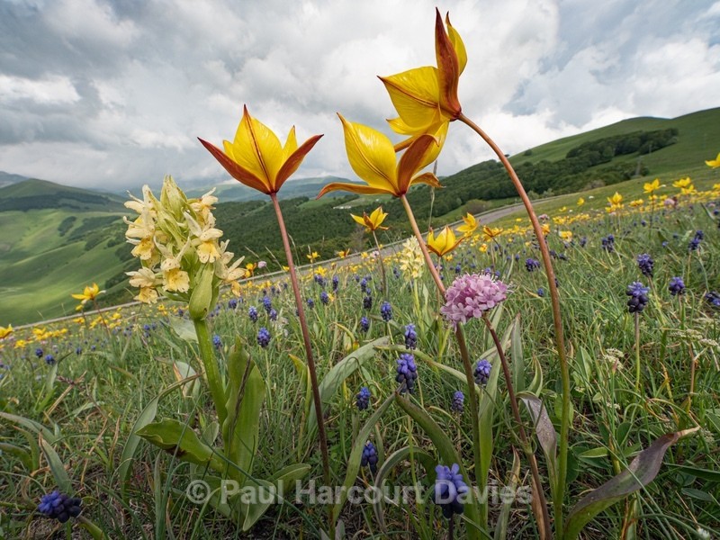 Wild Tulips (Tulipa sylvestris subsp autralis. also T. australis) with yellow Elderflower orchid (Dactylorhiza sambucina) - Flowers in the Landscape - 2