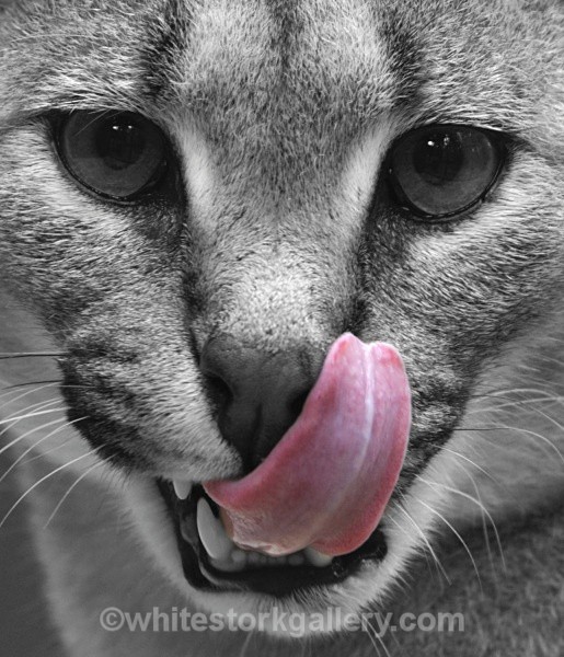 Lynx - Wildlife and Animals