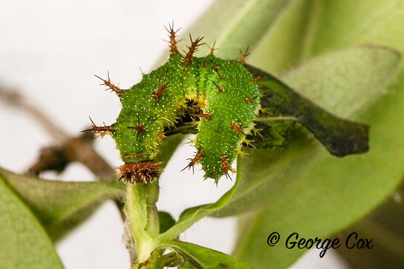 White Admiral larvae - British Butterflies