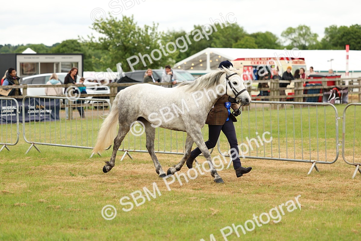 SBM_04271 - Class 64-67 - Shetland Pony In Hand