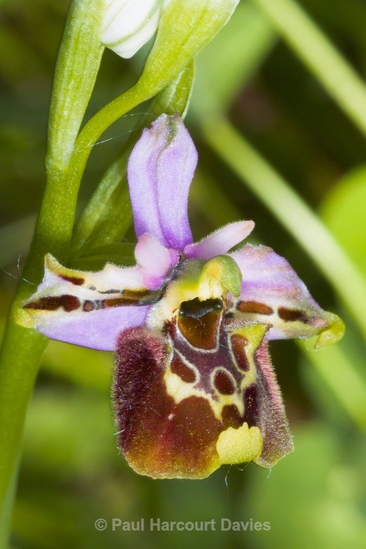 Ophrys fuciflora (Late Spider Orchid) - Orchids - Ophrys