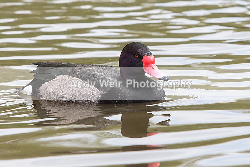 20140419-3K8A0441 - Captive Birds