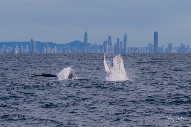 Double Breach 1. 0A3A0085 - 2025 Whales