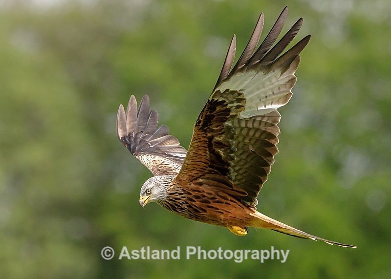 Astland Photography, Bird and Wildlife Images, Susan and Peter Wilson, U.K.