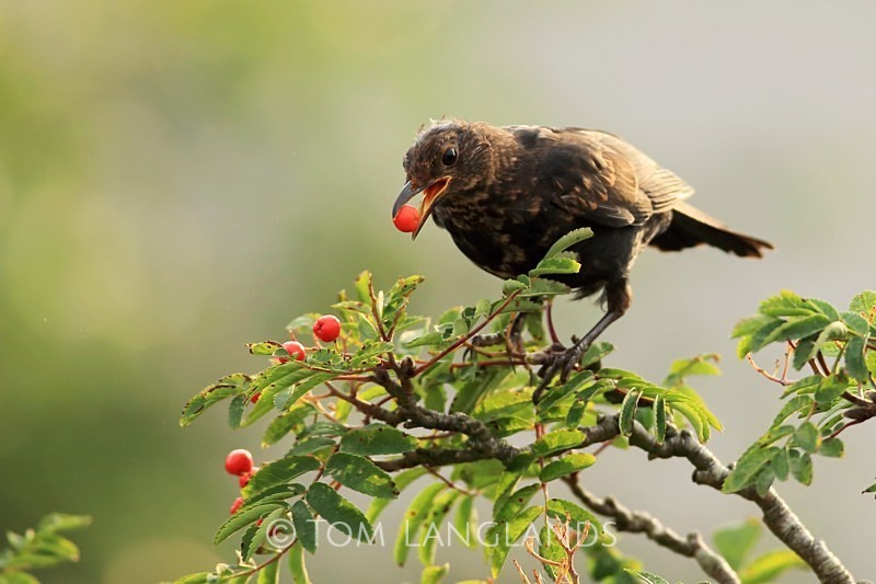 Blackbird - All Other Birds