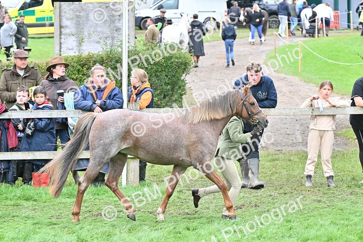 SBM_60983 - S48 - Mountain & Moorland In Hand Small Breeds
