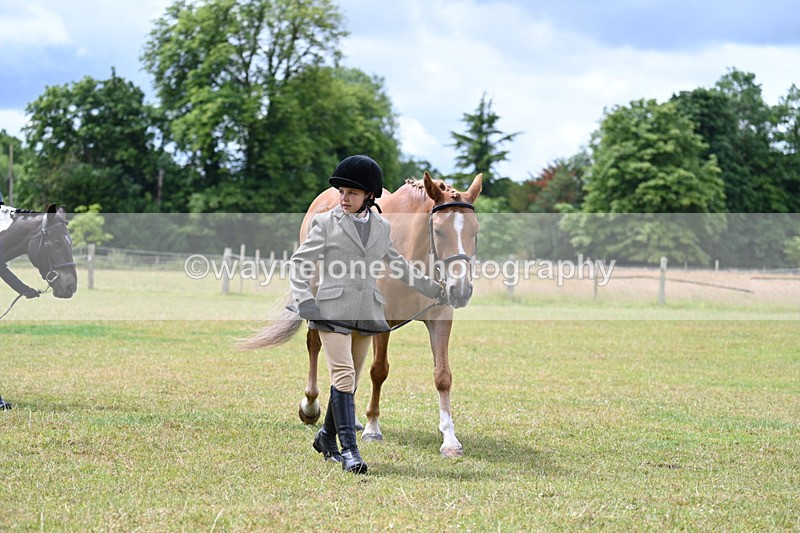 WJ7_6558 - Class 5 Handsome Gelding in hand