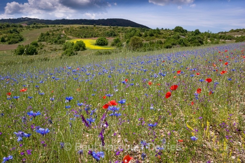 Preci: meadows and woodlands  with poppies and cornflowers. - Flowers in the Landscape - 1