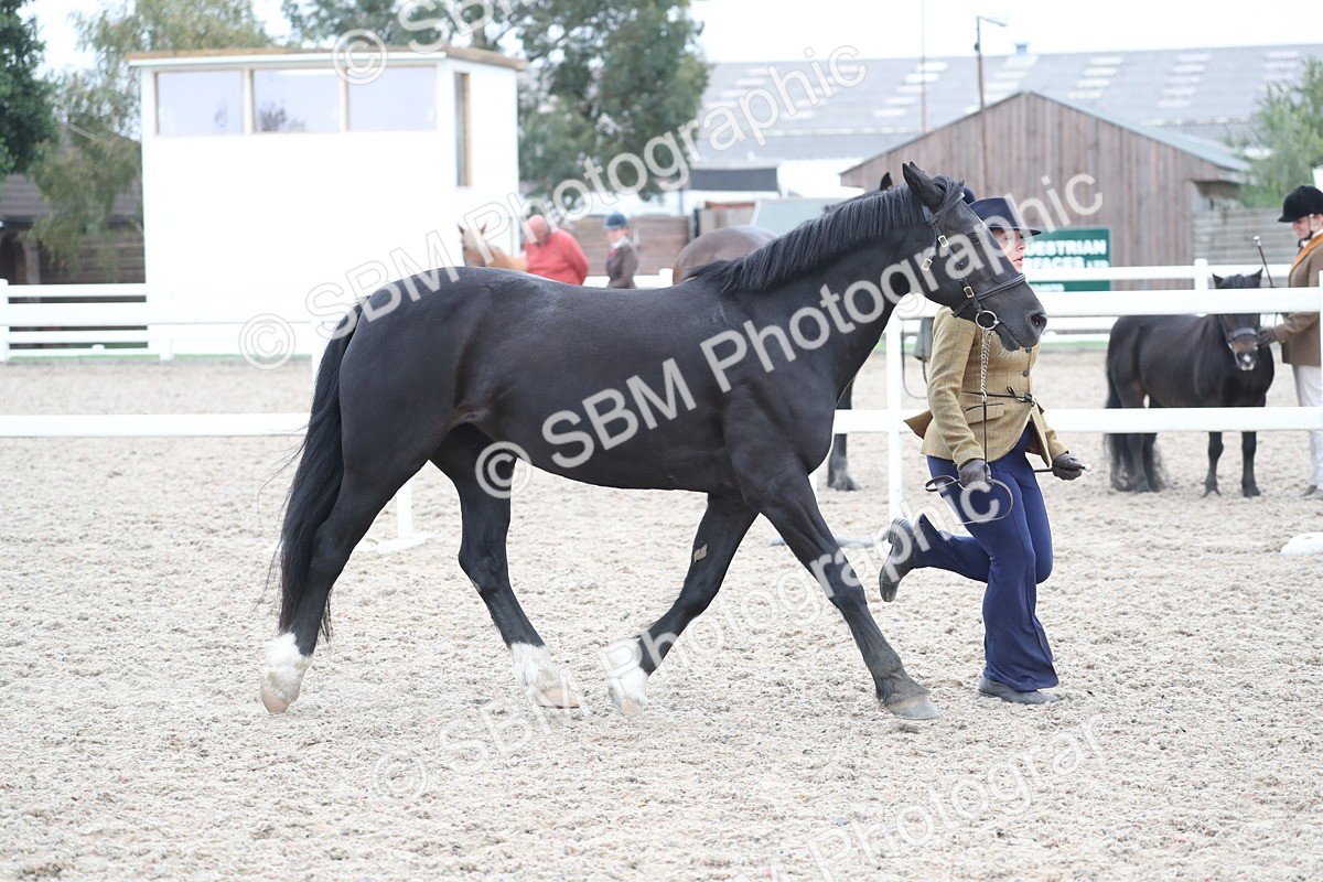 SBM_17965 - Class 317 IH Pure bred Horse/Pony
