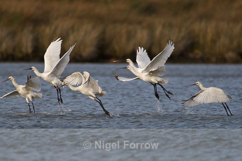 Six Spoonbills taking off from the lagoon - Spoonbill take-off sequence