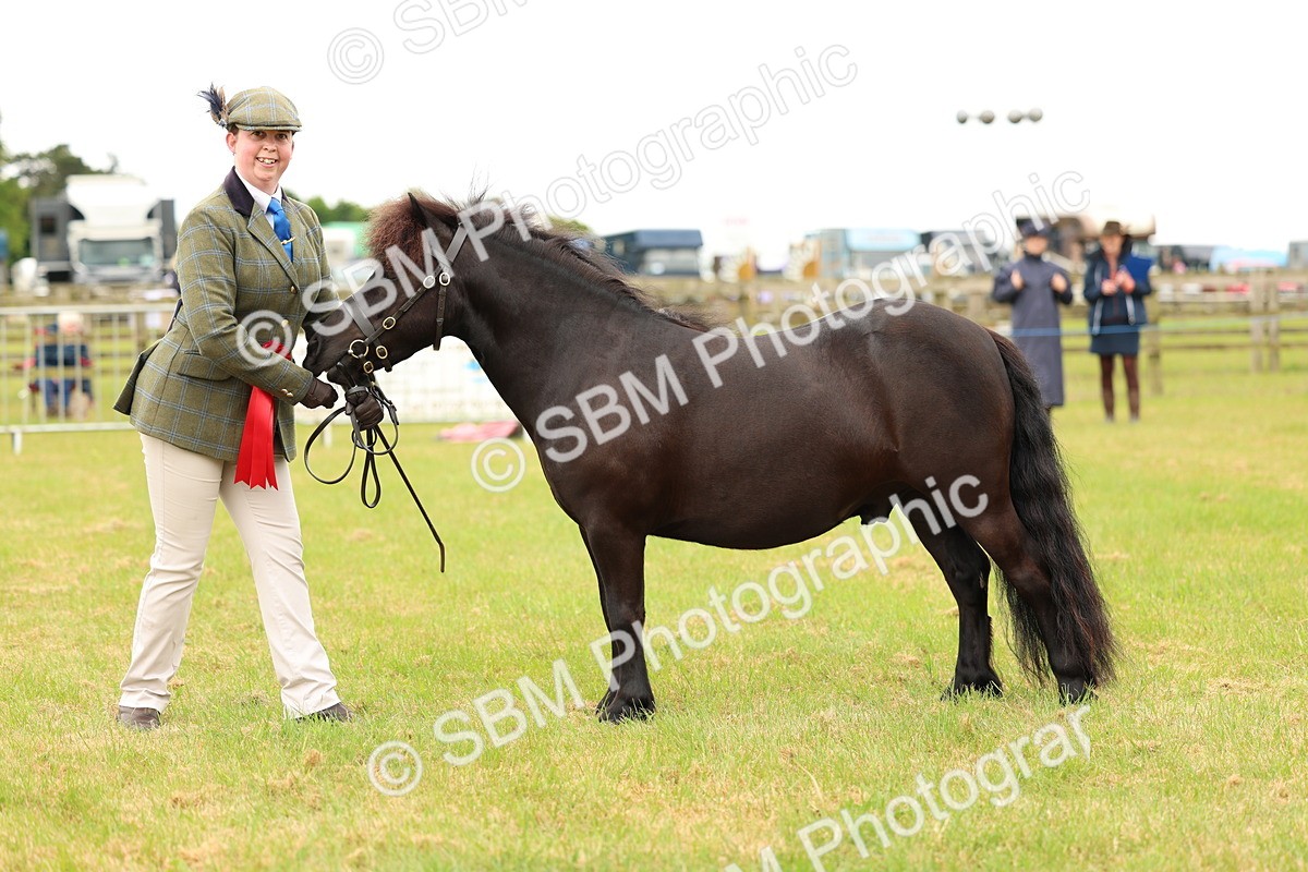 SBM_04340 - Class 64-67 - Shetland Pony In Hand