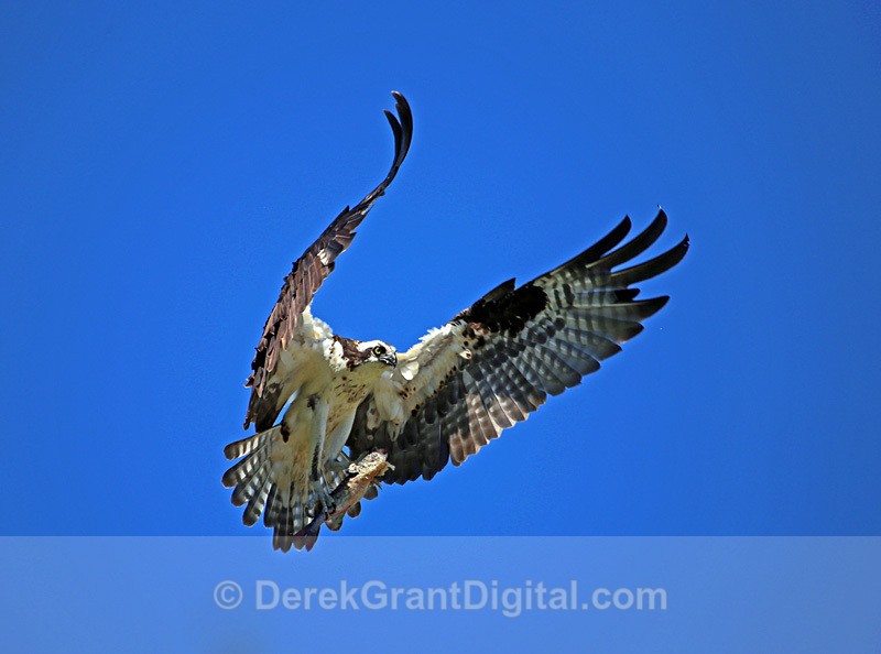 Fishy Flight - Birds of Atlantic Canada