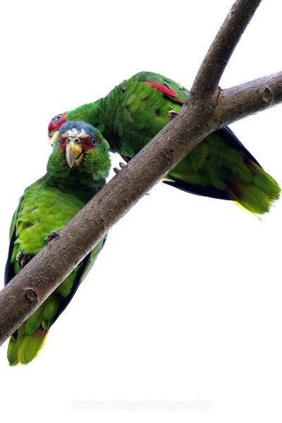  - Birds of Costa Rica and Mauritius