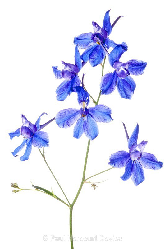 Forking Larkspur (Consolida regalis) - Plants - WB