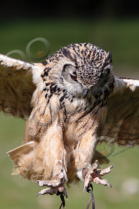 Jasmine is our Bengal or Indian Eagle Owl - Our Birds