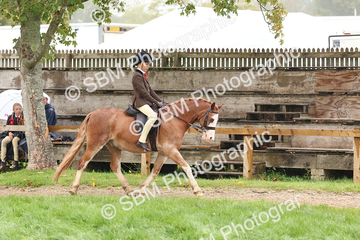 SBM_72985 - S63 Show Pony & Show Hunter Pony Ridden