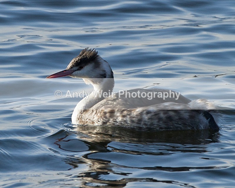 20111112-_MG_7561 - Gt Crested Grebe