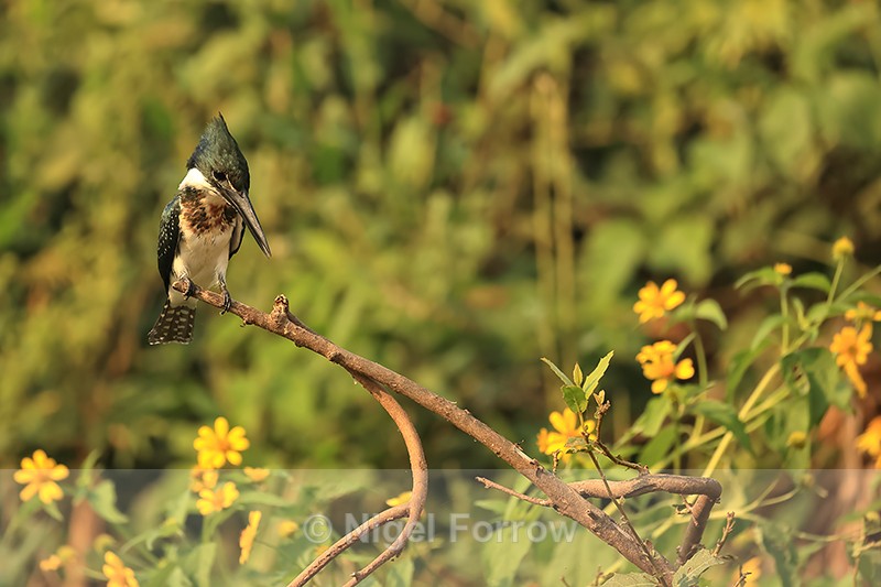 Green Kingfisher and yellow flowers, Mato Grosso, Brazil - Green Kingfisher