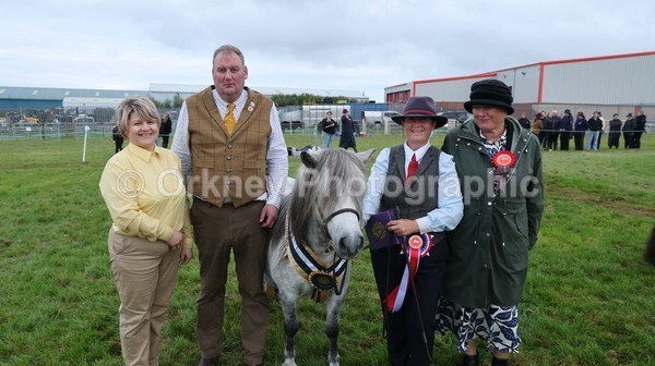 untitled-7275 - Shetland Pony Show