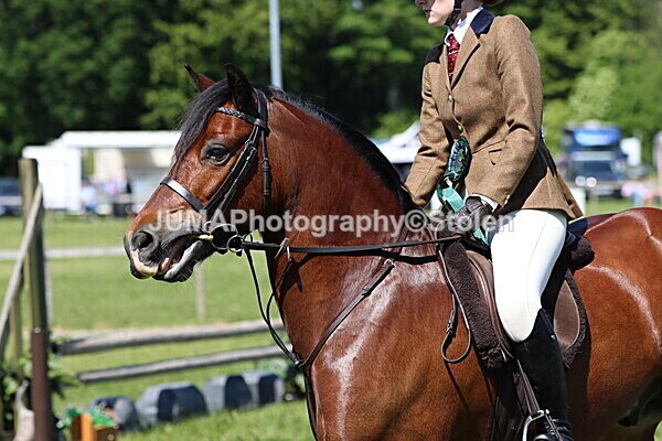 IMG_3935 - Working Hunter