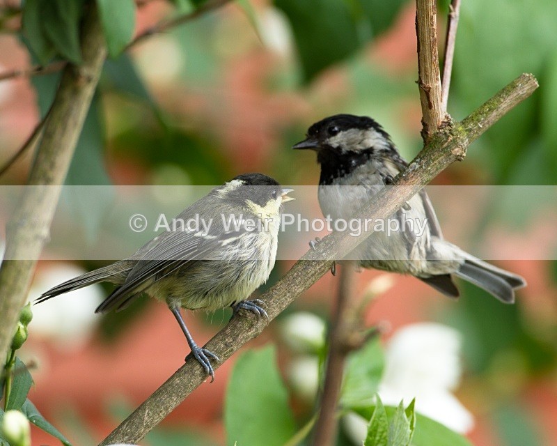 20110530-IMG_5516-439 - Coat Tit