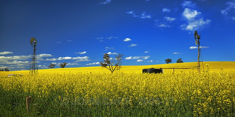 Country Canola-8358_6_7 HDR - COUNTRY SCENES PHOTOS