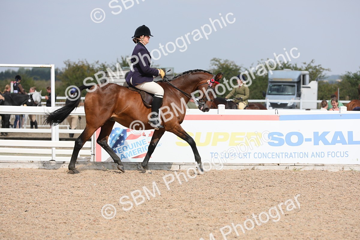 SBM_15572 - Class 311 Ridden Show Pony/ Show Hunter Pony