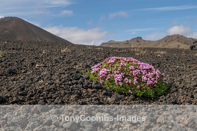 Lava Field Flowers - Iceland