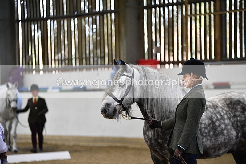 WJ5_4298 - Class 6 In hand M&M - Large Breeds